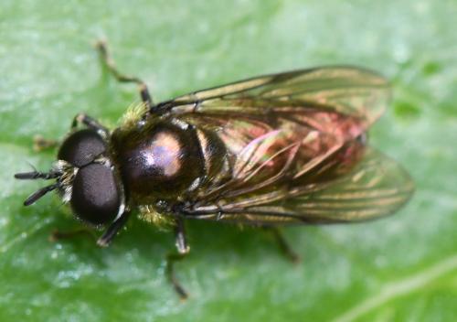 Pipizella sp.
